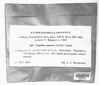 Aspicilia calcarea image